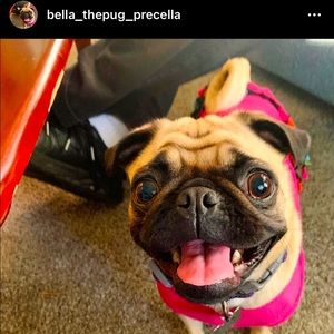 Bella the Pug says Hi!!